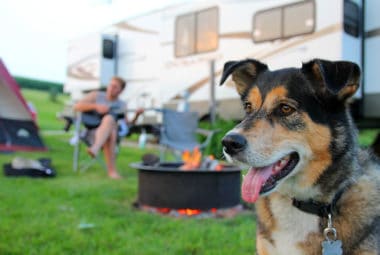 RVing With Your Dog